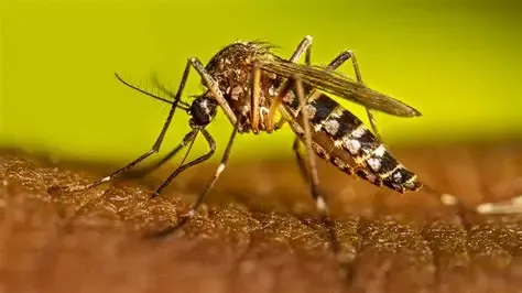 Dengue Management: A Clinical Algorithm