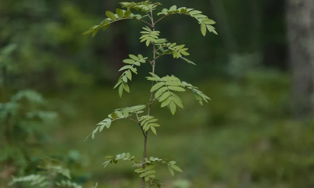 The Saplings that Strive