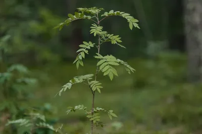 The Saplings that Strive